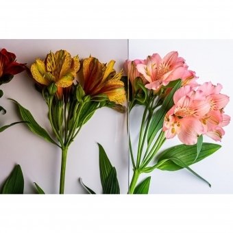 Стекло 4 мм 1211*395 ( Шкаф для книг Вега)